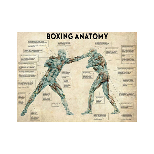 Boxing Anatomy Vintage Canvas